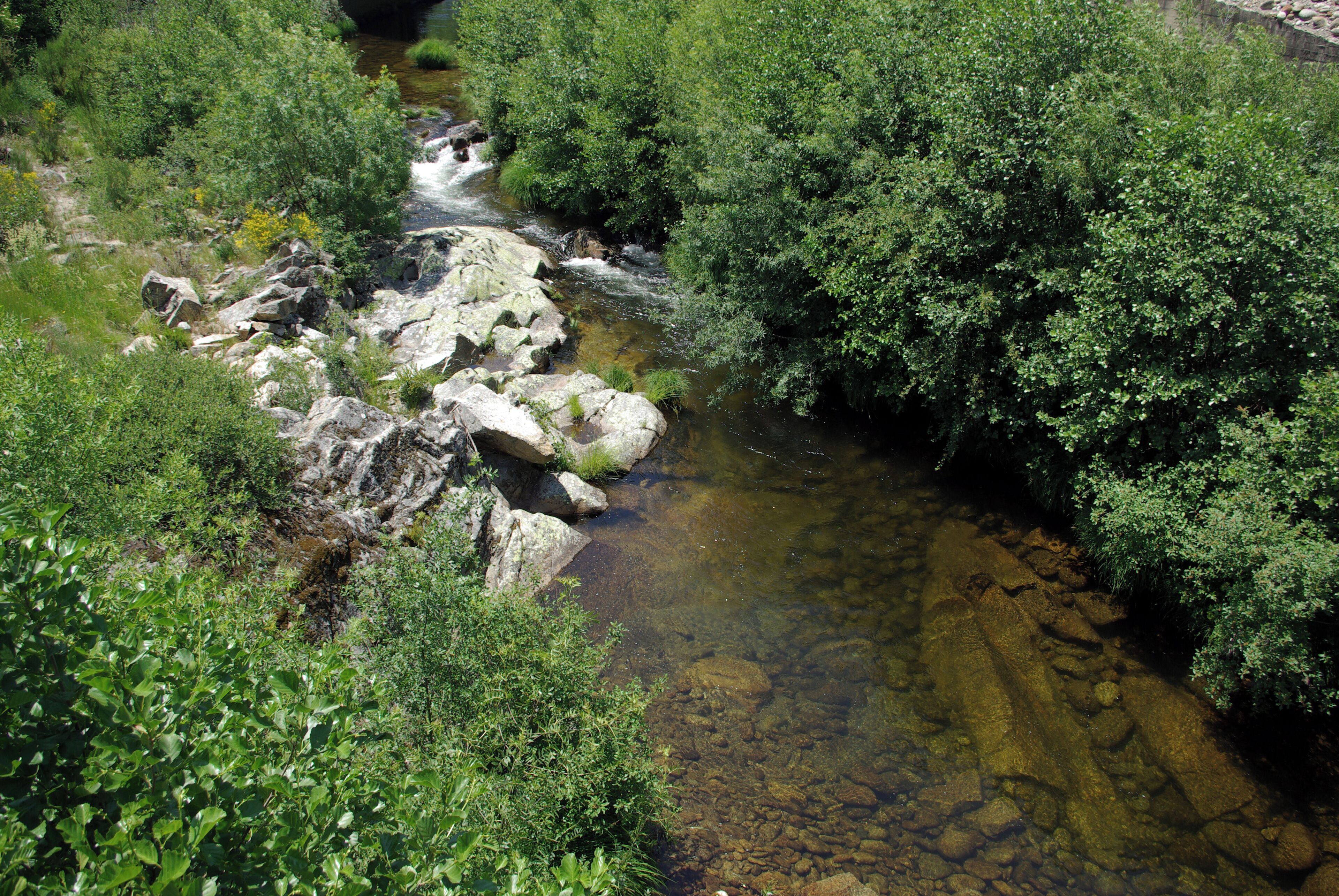 A clear stream flowing through a densely wooded area with rocks and greenery.