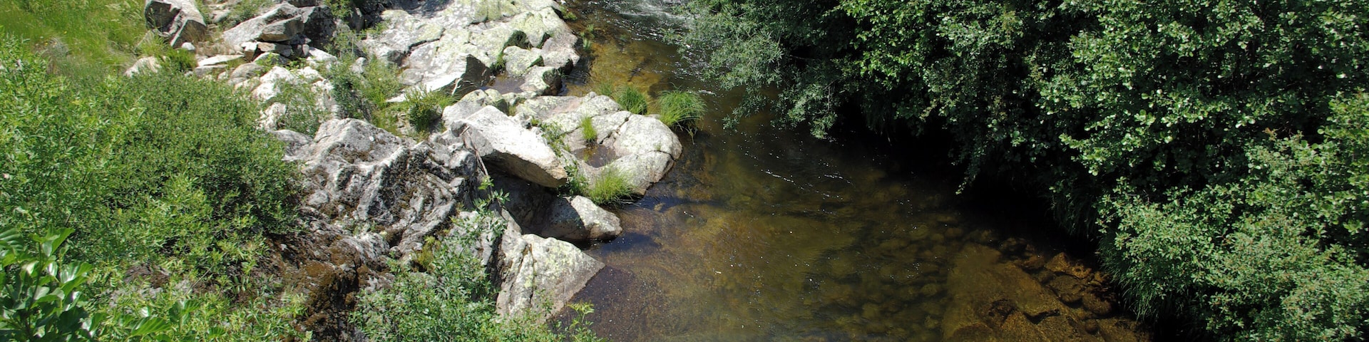 A clear stream flowing through a densely wooded area with rocks and greenery.