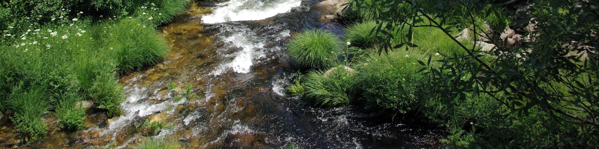 A river flowing through a densely wooded area with rocks and greenery.