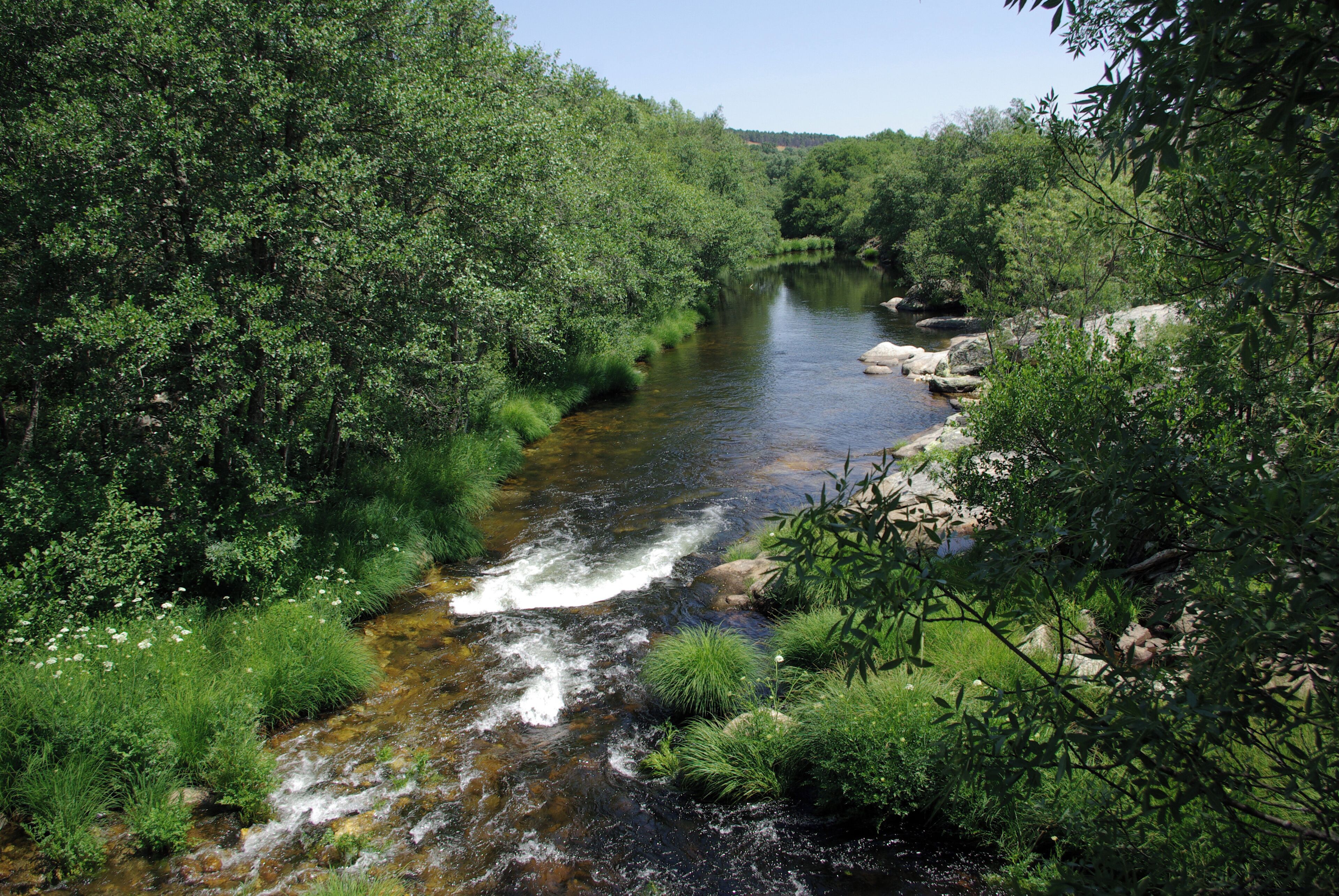 A river flowing through a densely wooded area with rocks and greenery.