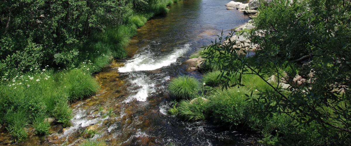 A river flowing through a densely wooded area with rocks and greenery.