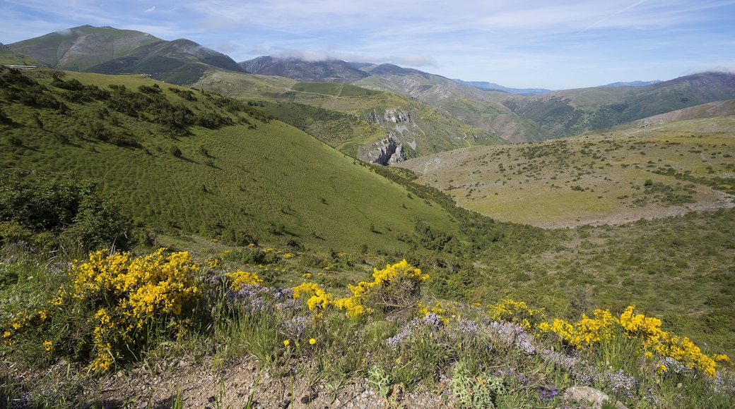 ์ ๋ผ์์ ๋ฐ ์นด๋ฉ๋ก์ค