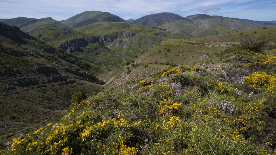 A mountainous landscape with green hills, a valley, and yellow wildflowers.