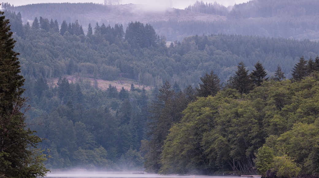 Foggy Morning on the lake