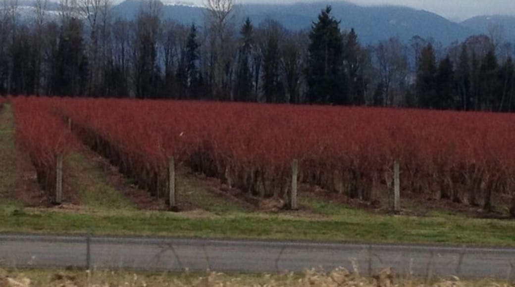 Beautiful red fields along Hywy 12 on route to White Pass.
