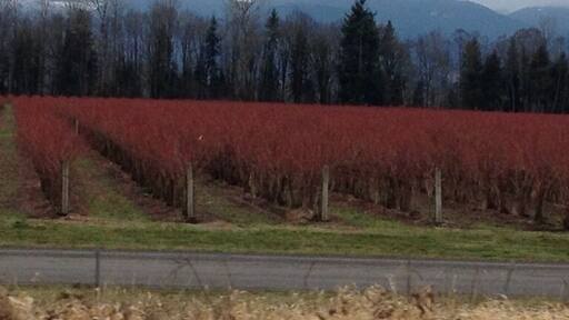 Beautiful red fields along Hywy 12 on route to White Pass.