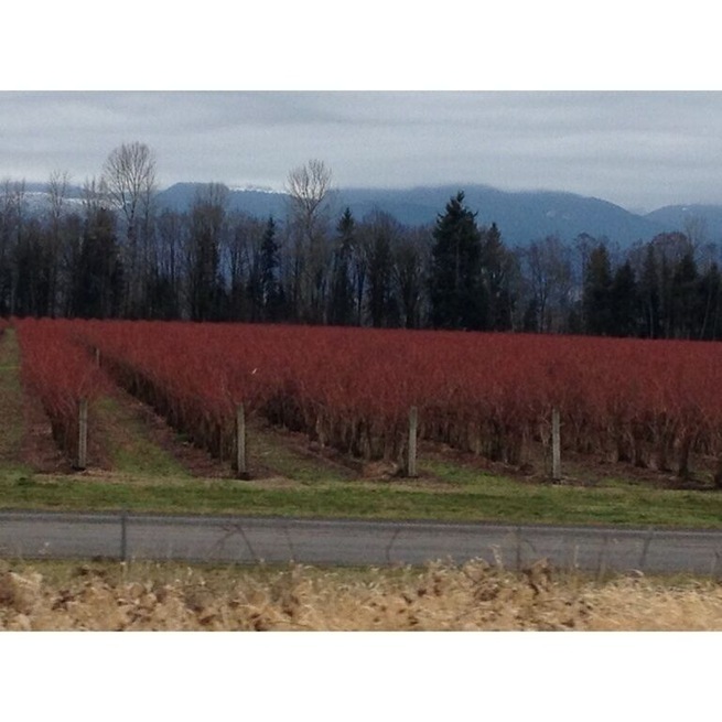 Beautiful red fields along Hywy 12 on route to White Pass.