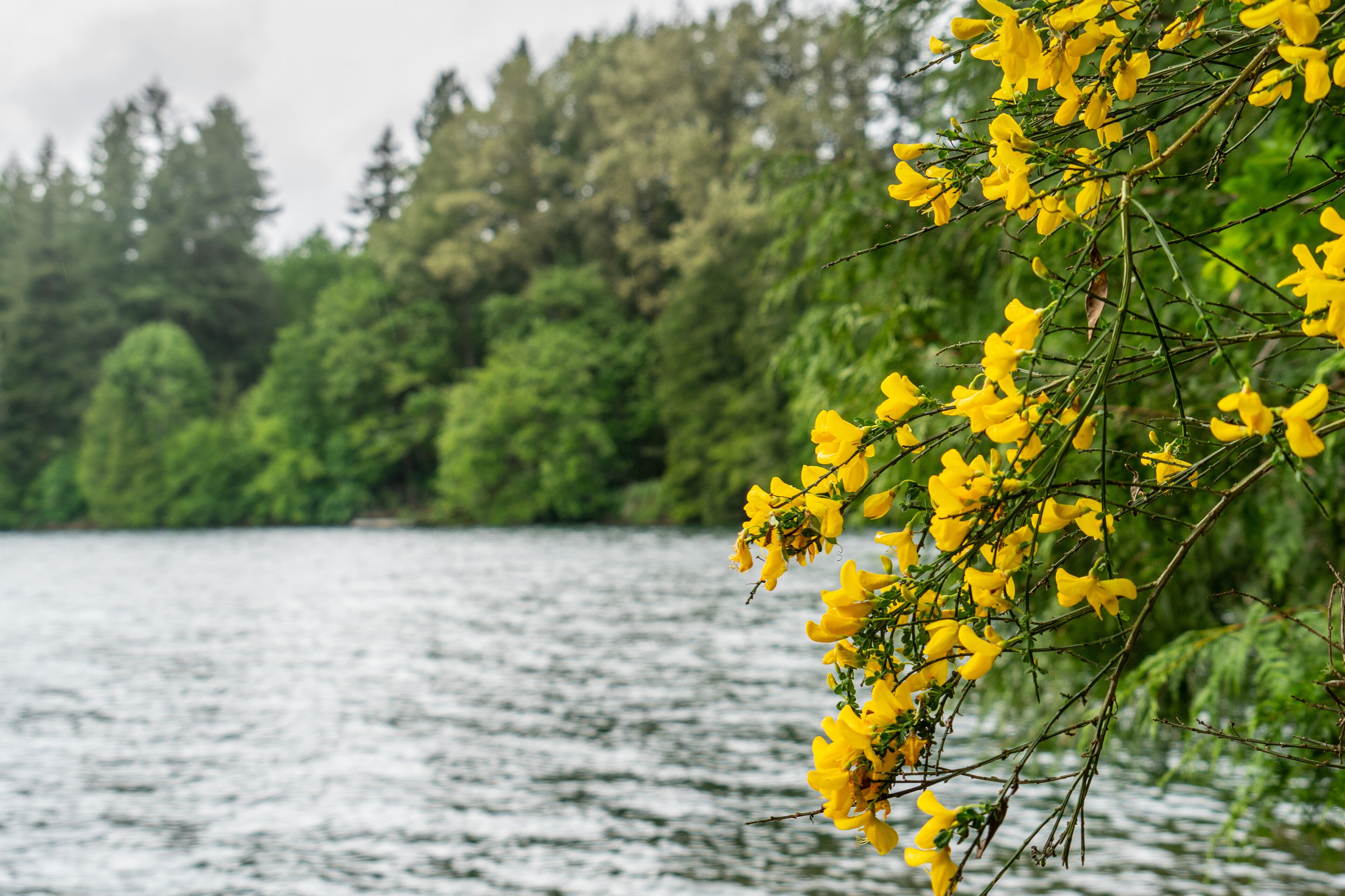 Yellow Scotch broom in foreground Mayfield Lake in Background