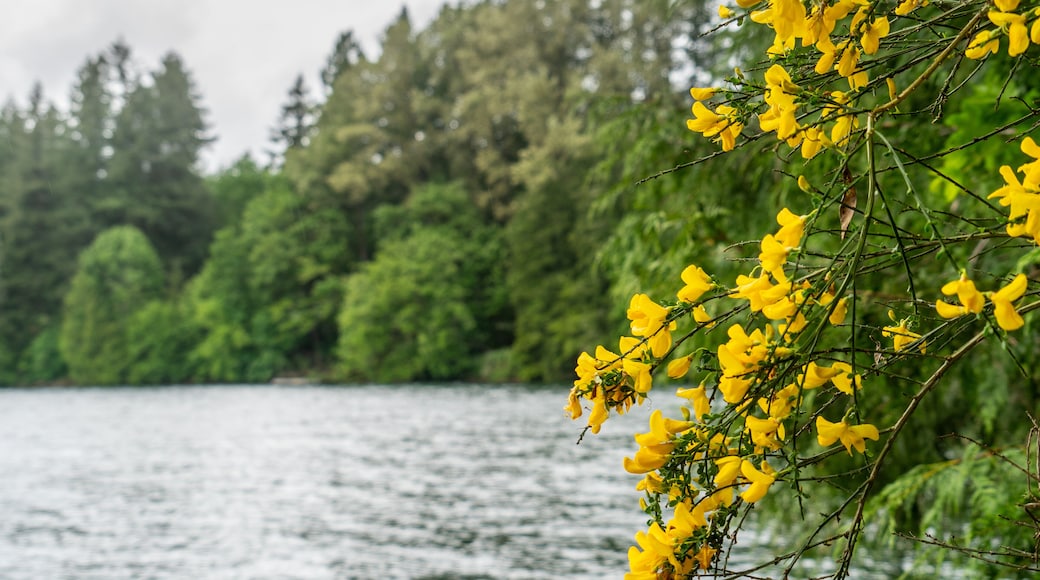 Yellow Scotch broom in foreground Mayfield Lake in Background