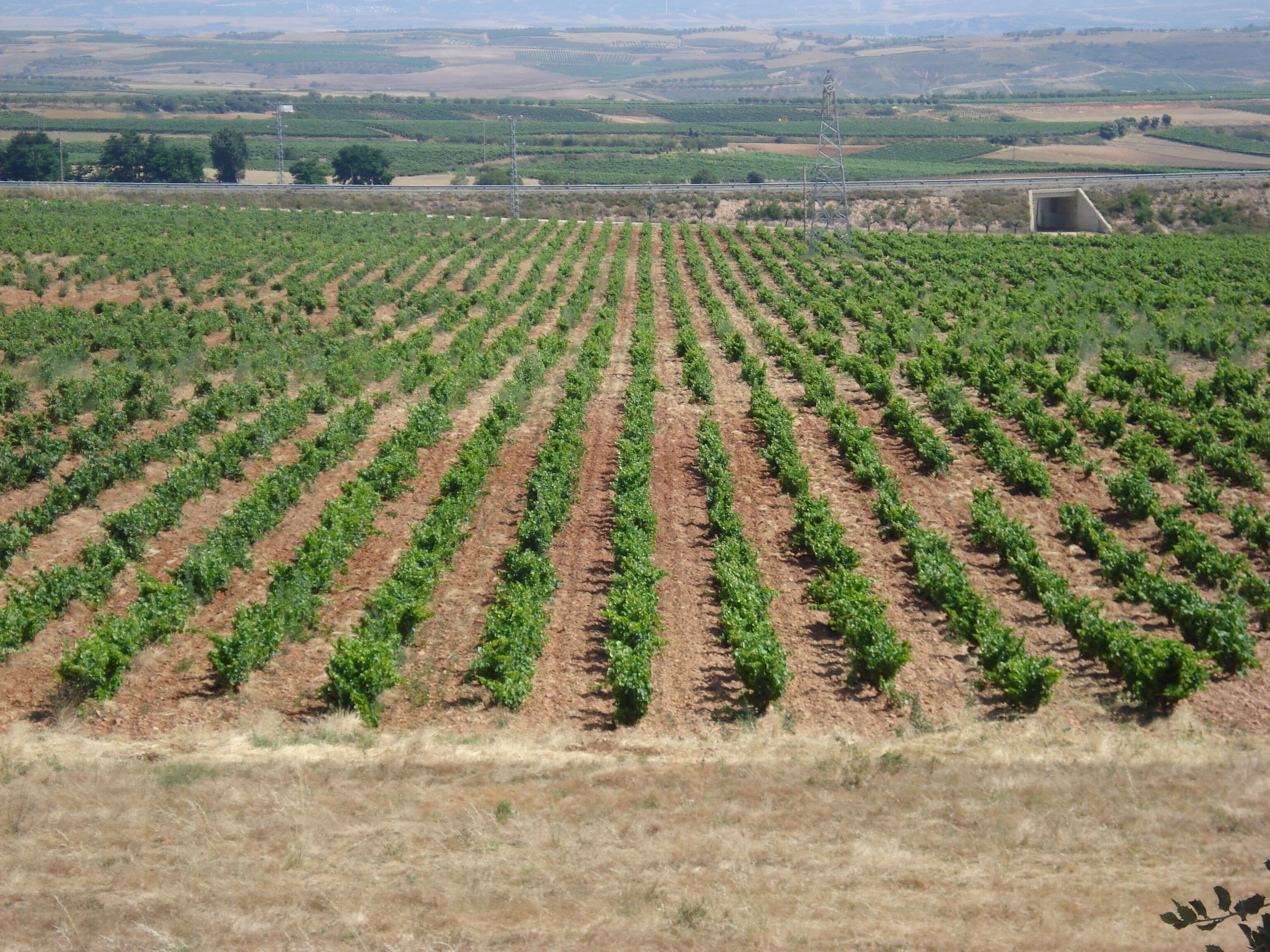A vineyard with rows of grapevines.
