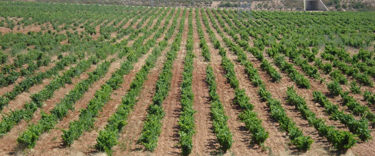 A vineyard with rows of grapevines.