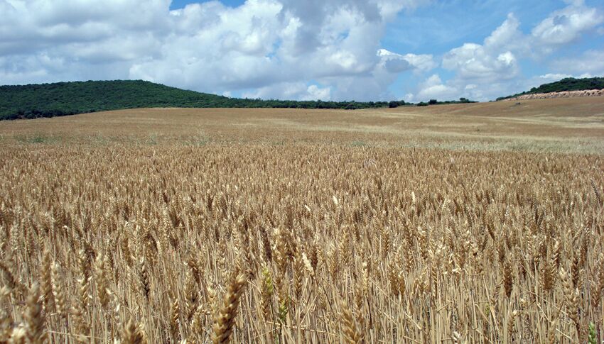 Campos de trigo