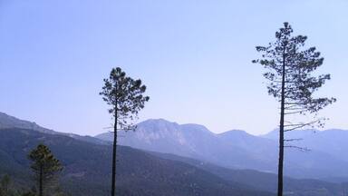 A mountainous landscape with two prominent pine trees in the foreground and a range of mountains in the background.