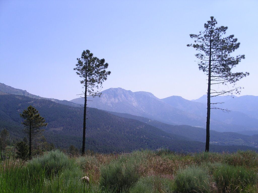 A mountainous landscape with two prominent pine trees in the foreground and a range of mountains in the background.