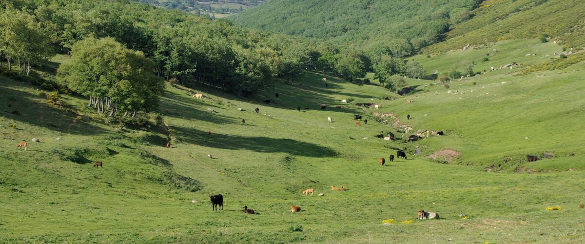 A green valley with scattered cows and trees.