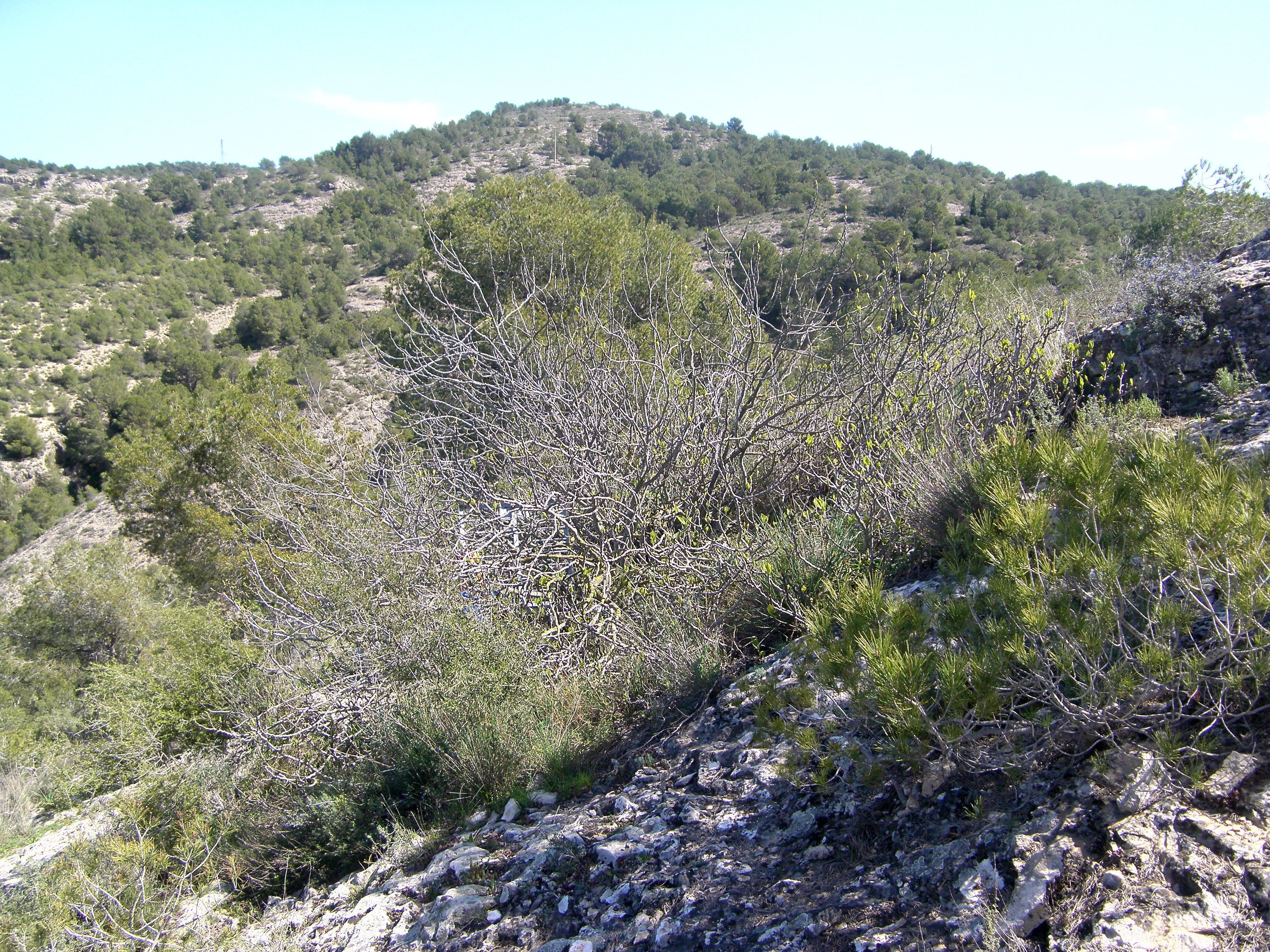 A rocky hillside with sparse vegetation and a distant hill in the background.