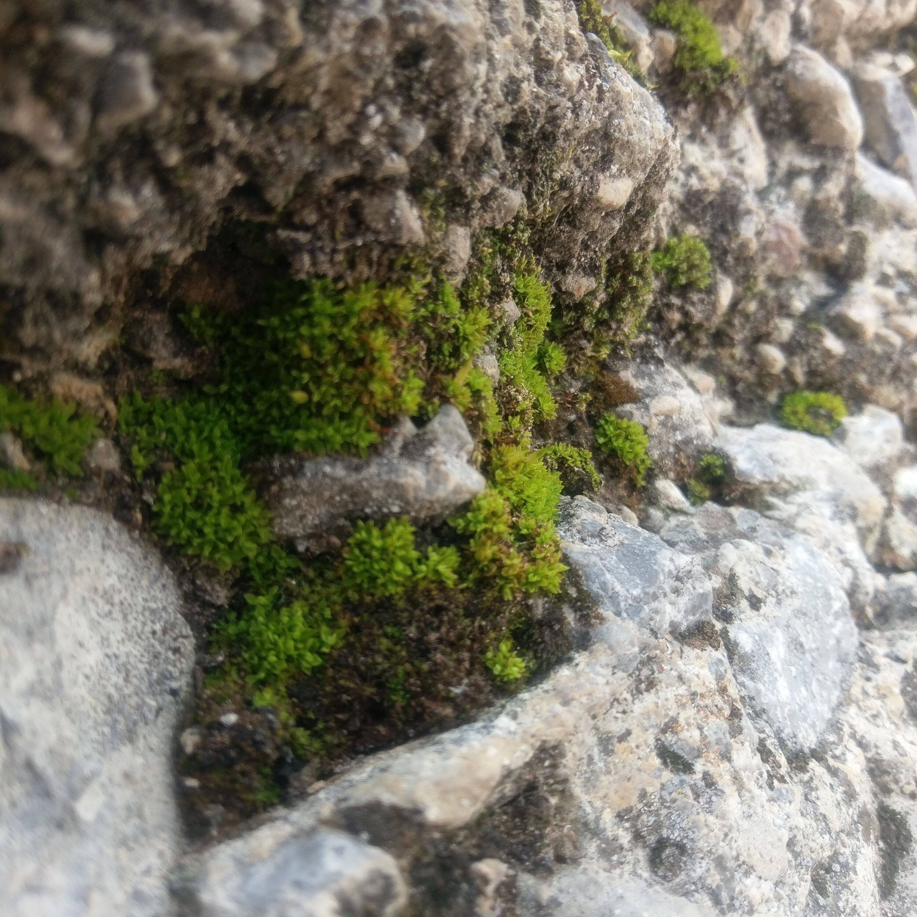 #Nature. Micro moss
