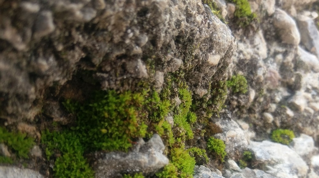 #Nature. Micro moss