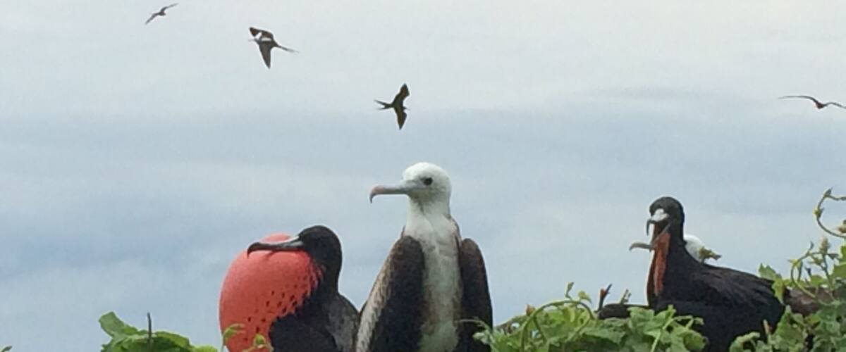 Isla de la Plata is an island 40 km off the Ecuadorian coast. It's also called Galapagos for the poor, because it offers a Galapagos feel without the pricetag. It's nothing poor in terms of flora and fauna though! #ecuador #birds #wildlife #island