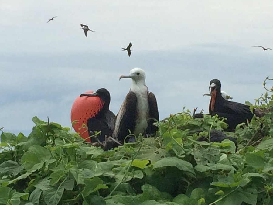 Isla de la Plata is an island 40 km off the Ecuadorian coast. It's also called Galapagos for the poor, because it offers a Galapagos feel without the pricetag. It's nothing poor in terms of flora and fauna though! #ecuador #birds #wildlife #island