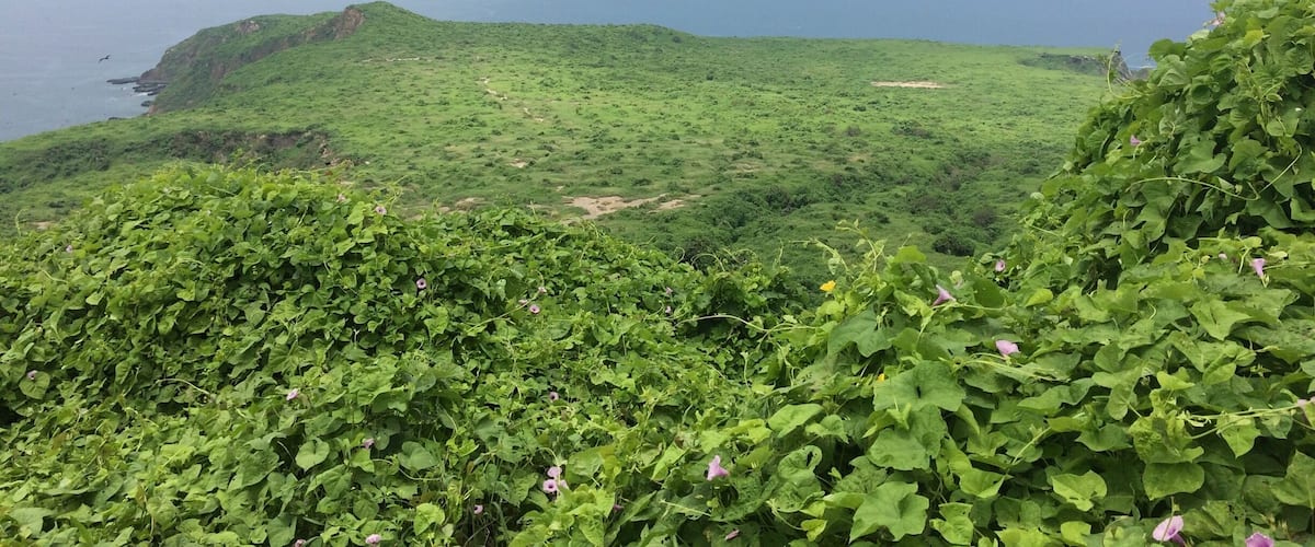 A coastal landscape with green hills and a view of the ocean.