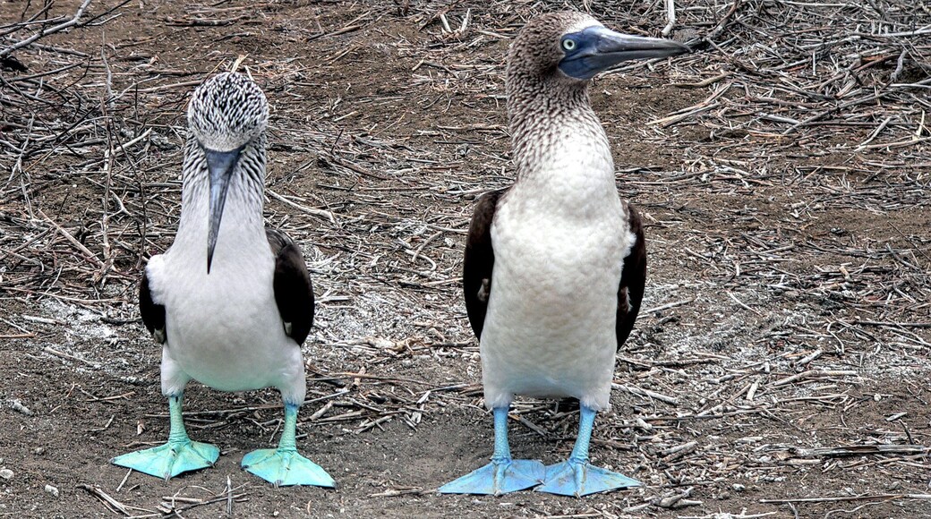 Isla de la Plata is just off the coast of Ecuador, a short boat ride and you are to the island which is also a national park.
We saw a ton of Blue-footed boobies both adults and chicks. To be honest, the chicks and adolescents are not very handsome birds.
We did a nice hike around with a very informative guide and were even lucky enough to see a sea lion on one of the beaches and a whale on the boat ride back to port!