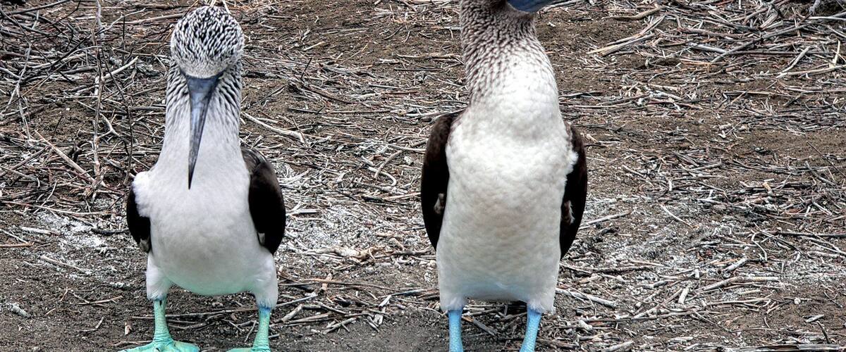 Isla de la Plata is just off the coast of Ecuador, a short boat ride and you are to the island which is also a national park.
We saw a ton of Blue-footed boobies both adults and chicks. To be honest, the chicks and adolescents are not very handsome birds.
We did a nice hike around with a very informative guide and were even lucky enough to see a sea lion on one of the beaches and a whale on the boat ride back to port!