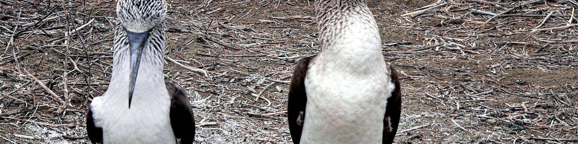 Isla de la Plata is just off the coast of Ecuador, a short boat ride and you are to the island which is also a national park.
We saw a ton of Blue-footed boobies both adults and chicks. To be honest, the chicks and adolescents are not very handsome birds.
We did a nice hike around with a very informative guide and were even lucky enough to see a sea lion on one of the beaches and a whale on the boat ride back to port!