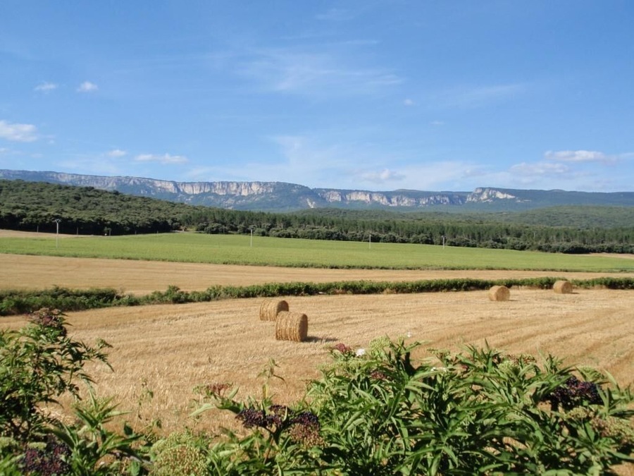 Acedo Campo