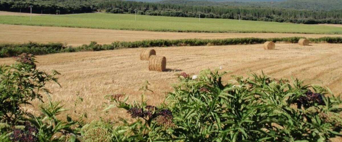 A rural landscape with fields, hay bales, and distant mountains.
