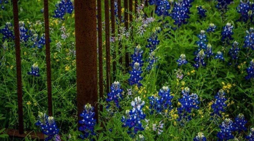 April on the Hill Country