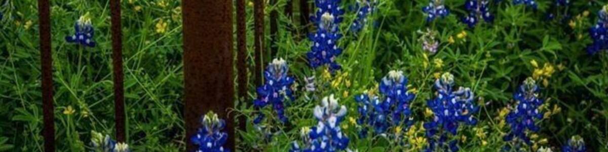 April on the Hill Country