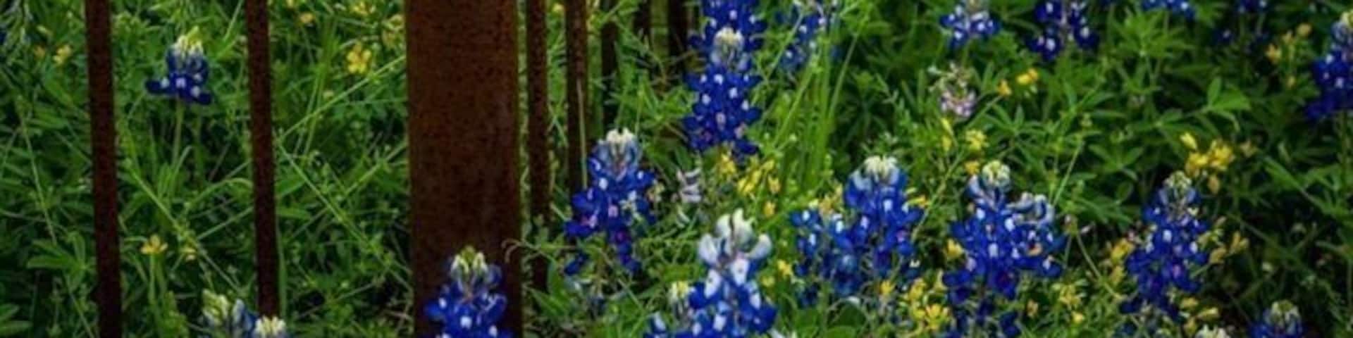 April on the Hill Country