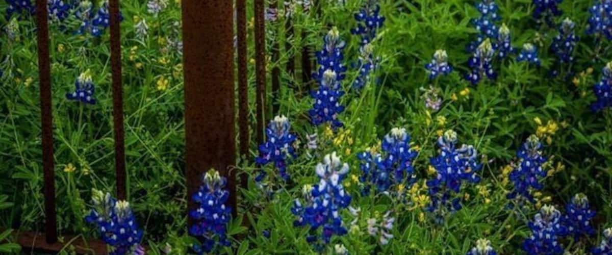 April on the Hill Country