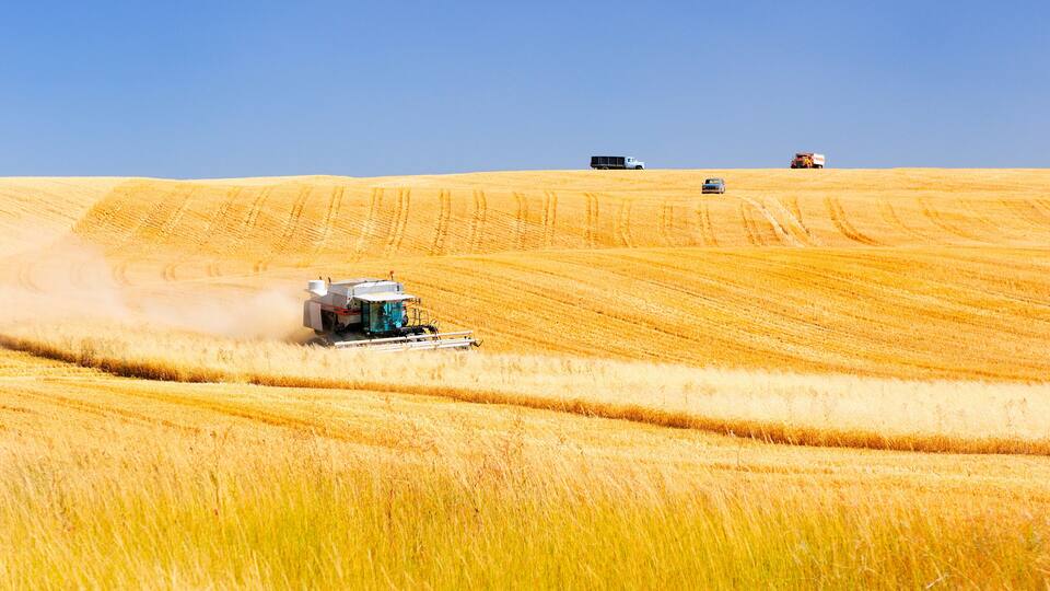 A combine harvester in a golden wheat field with a clear blue sky.