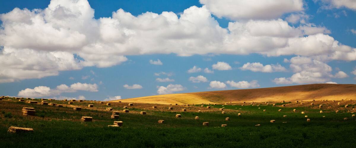 USA, Washington. Freshly rolled hay bales ready for stacking.