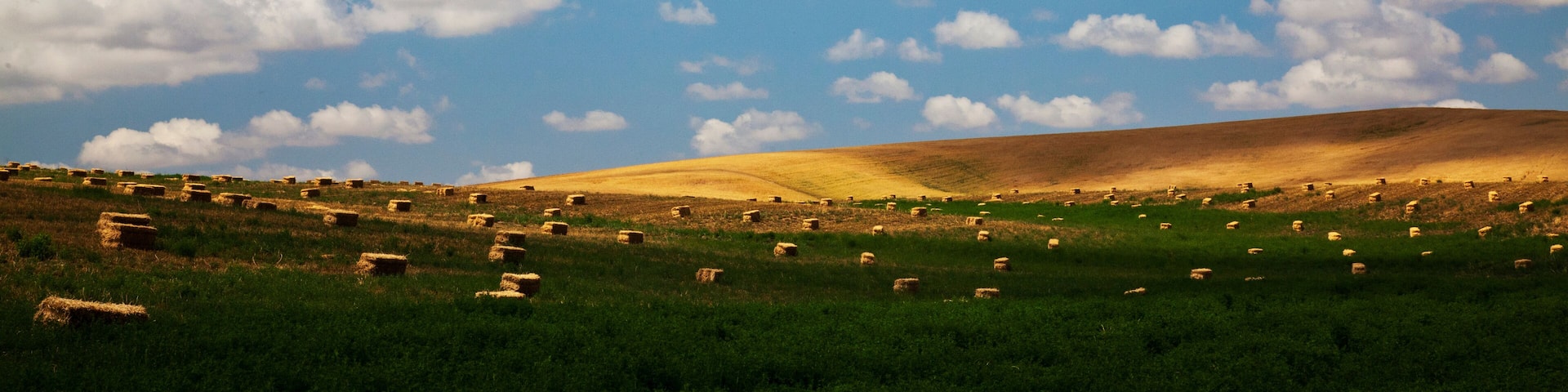 USA, Washington. Freshly rolled hay bales ready for stacking.