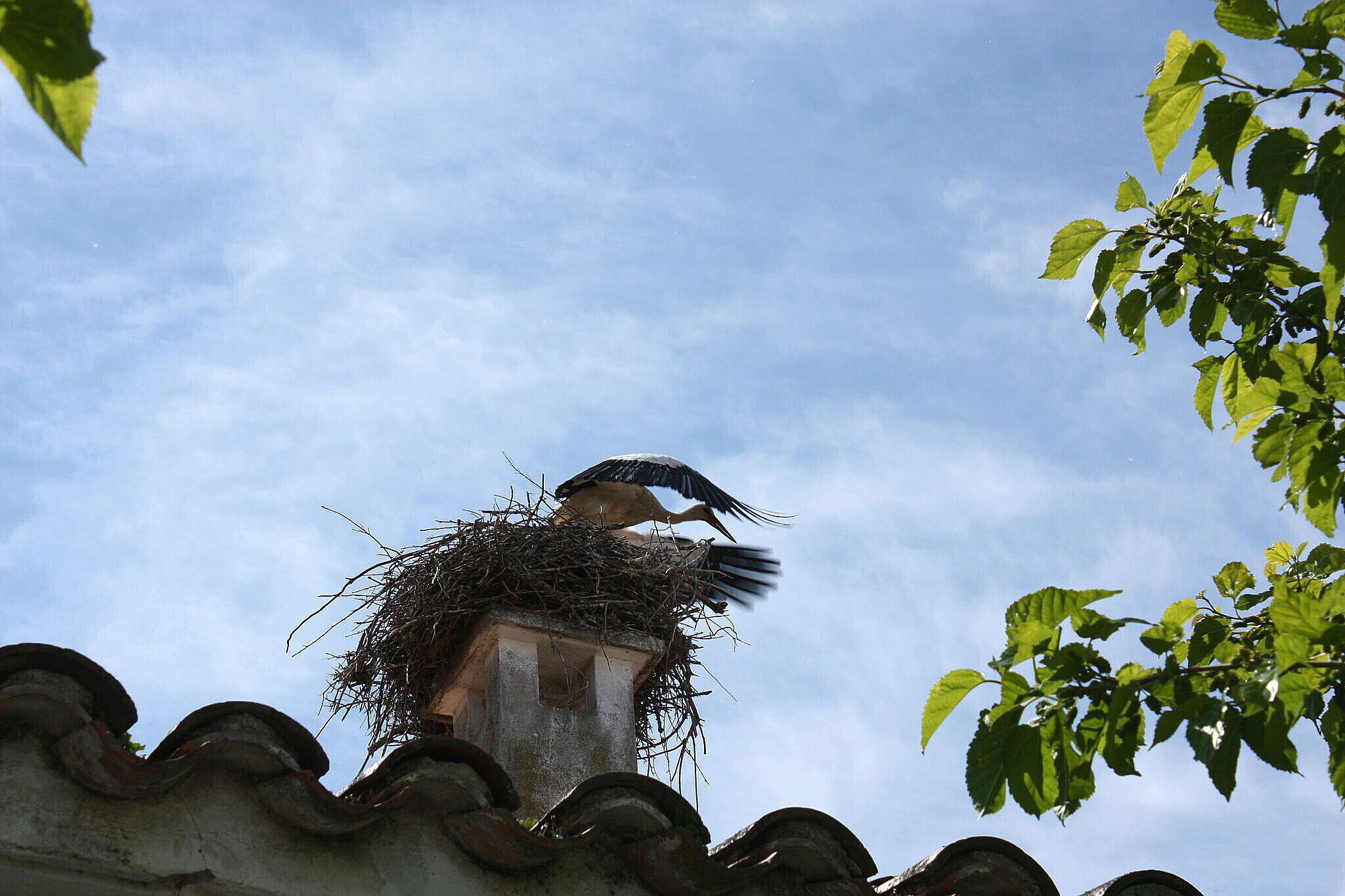 Valderrosas es un poblado de colonización situado en el municipio de Carcaboso, en la provincia de Cáceres, España. Fue fundado entre los años 1960 y 1970 y tiene unos 50 habitantes. Está considerado como un barrio de Carcaboso, aunque tiene código postal propio. El pueblo está formado por una plaza y algunas calles. Tiene una escuela en desuso e iglesia propia.( es.wikipedia.org/wiki/Valderrosas) maps.google.es/maps/ms?msa=0&msid=1091110791847002440...