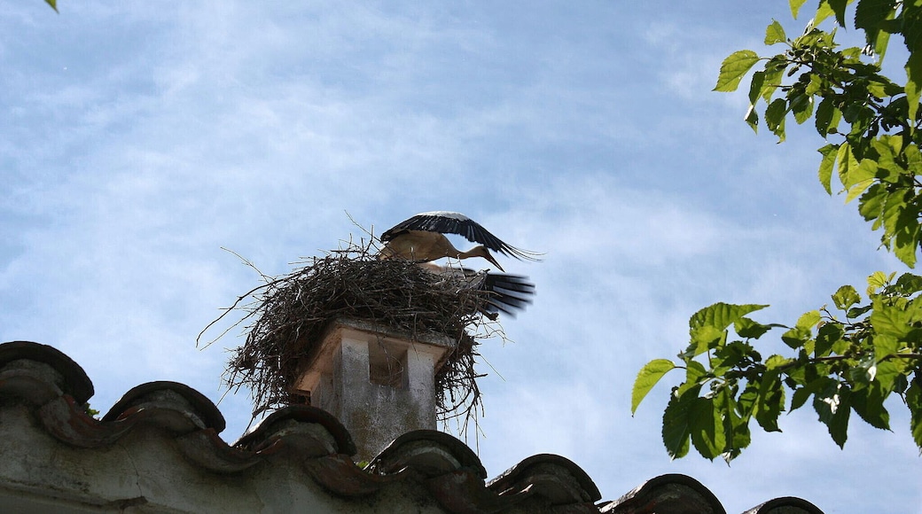 Valderrosas es un poblado de colonización situado en el municipio de Carcaboso, en la provincia de Cáceres, España. Fue fundado entre los años 1960 y 1970 y tiene unos 50 habitantes. Está considerado como un barrio de Carcaboso, aunque tiene código postal propio. El pueblo está formado por una plaza y algunas calles. Tiene una escuela en desuso e iglesia propia.( es.wikipedia.org/wiki/Valderrosas) maps.google.es/maps/ms?msa=0&msid=1091110791847002440...