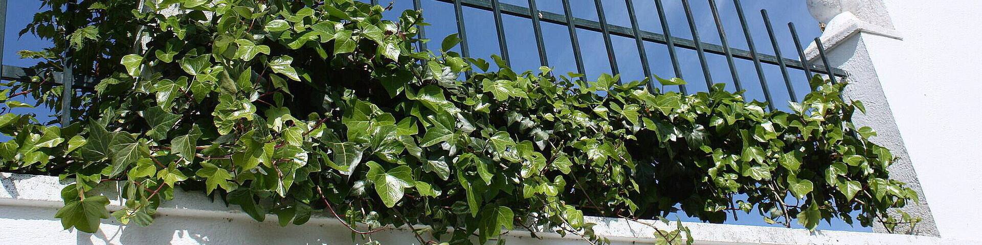 Valderrosas es un poblado de colonización situado en el municipio de Carcaboso, en la provincia de Cáceres, España. Fue fundado entre los años 1960 y 1970 y tiene unos 50 habitantes. Está considerado como un barrio de Carcaboso, aunque tiene código postal propio. El pueblo está formado por una plaza y algunas calles. Tiene una escuela en desuso e iglesia propia.( es.wikipedia.org/wiki/Valderrosas) maps.google.es/maps/ms?msa=0&msid=1091110791847002440...