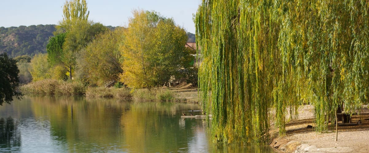 A calm river with a weeping willow tree on the right and autumn-colored trees in the background.