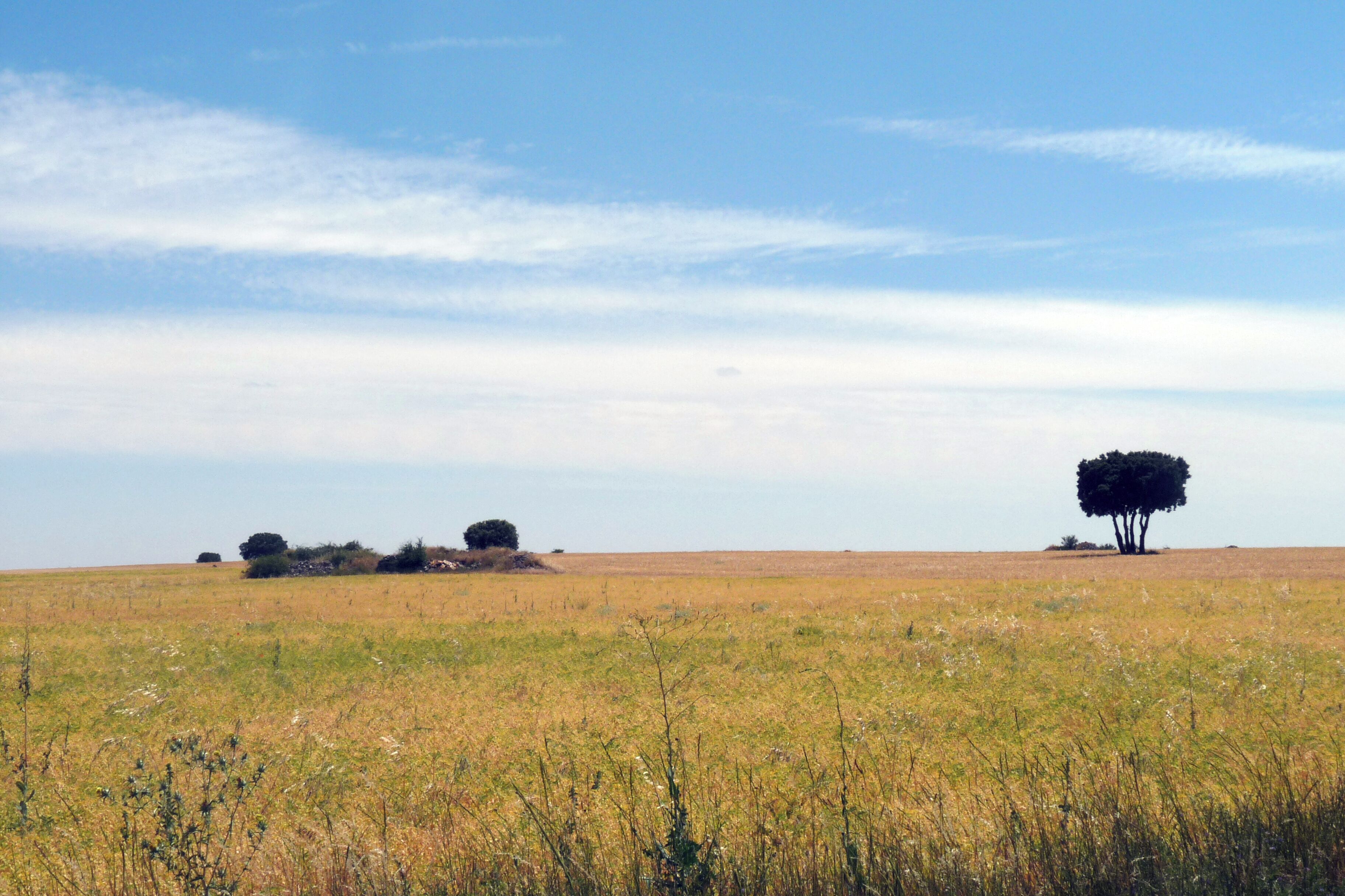 A grassy field with a few scattered trees and a clear blue sky.