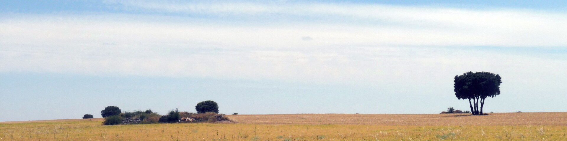 A grassy field with a few scattered trees and a clear blue sky.