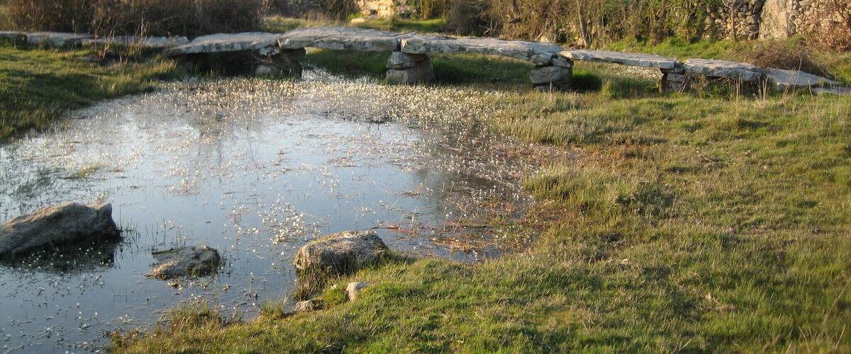 A pond with water lilies, surrounded by grass and stone structures.