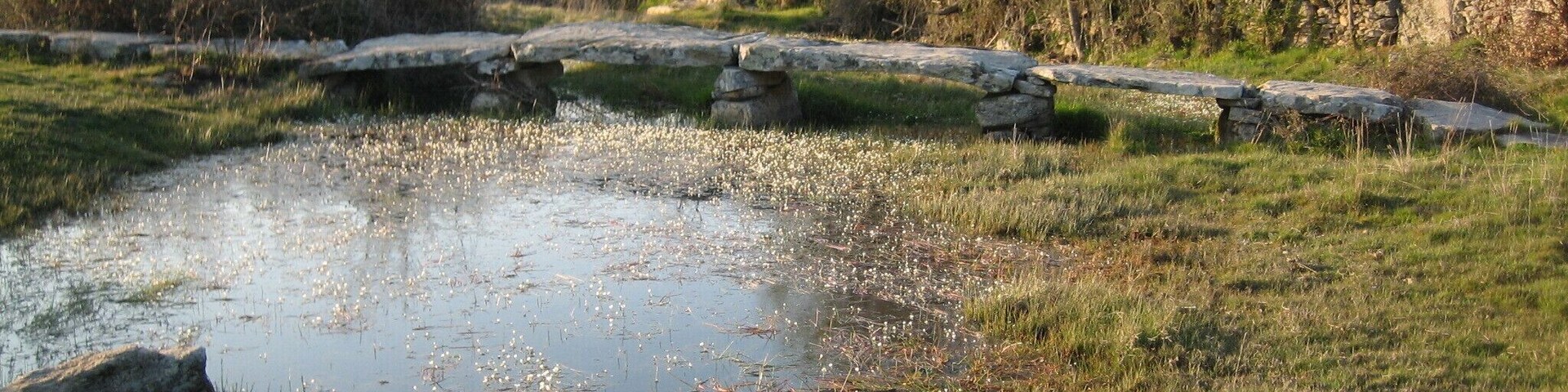 A pond with water lilies, surrounded by grass and stone structures.