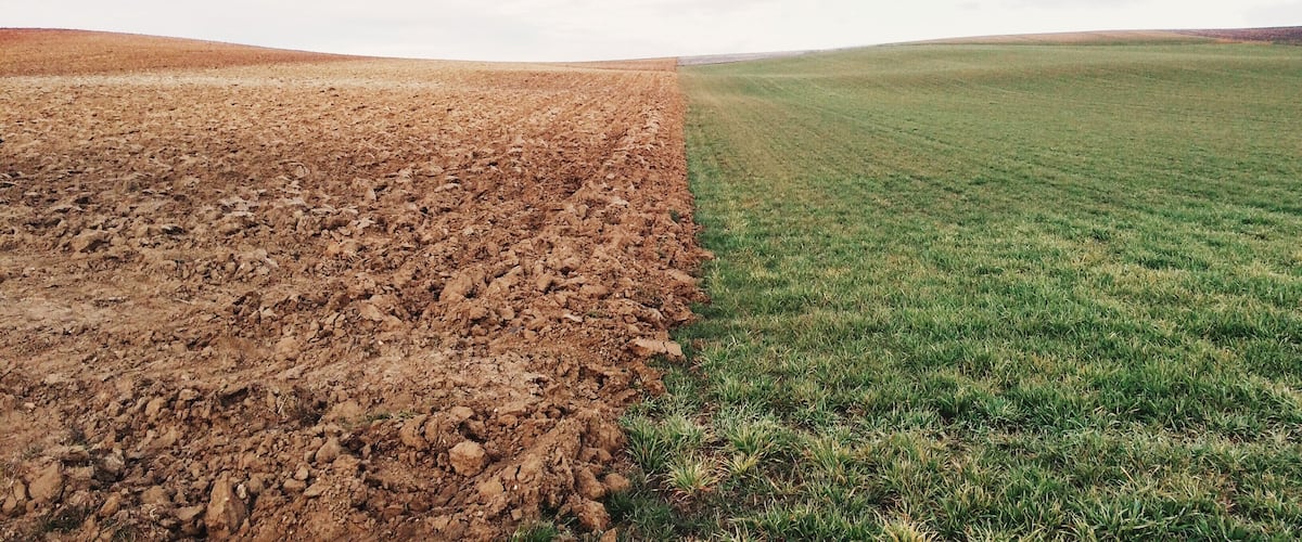 A field with a clear division between a plowed area and a grassy field.