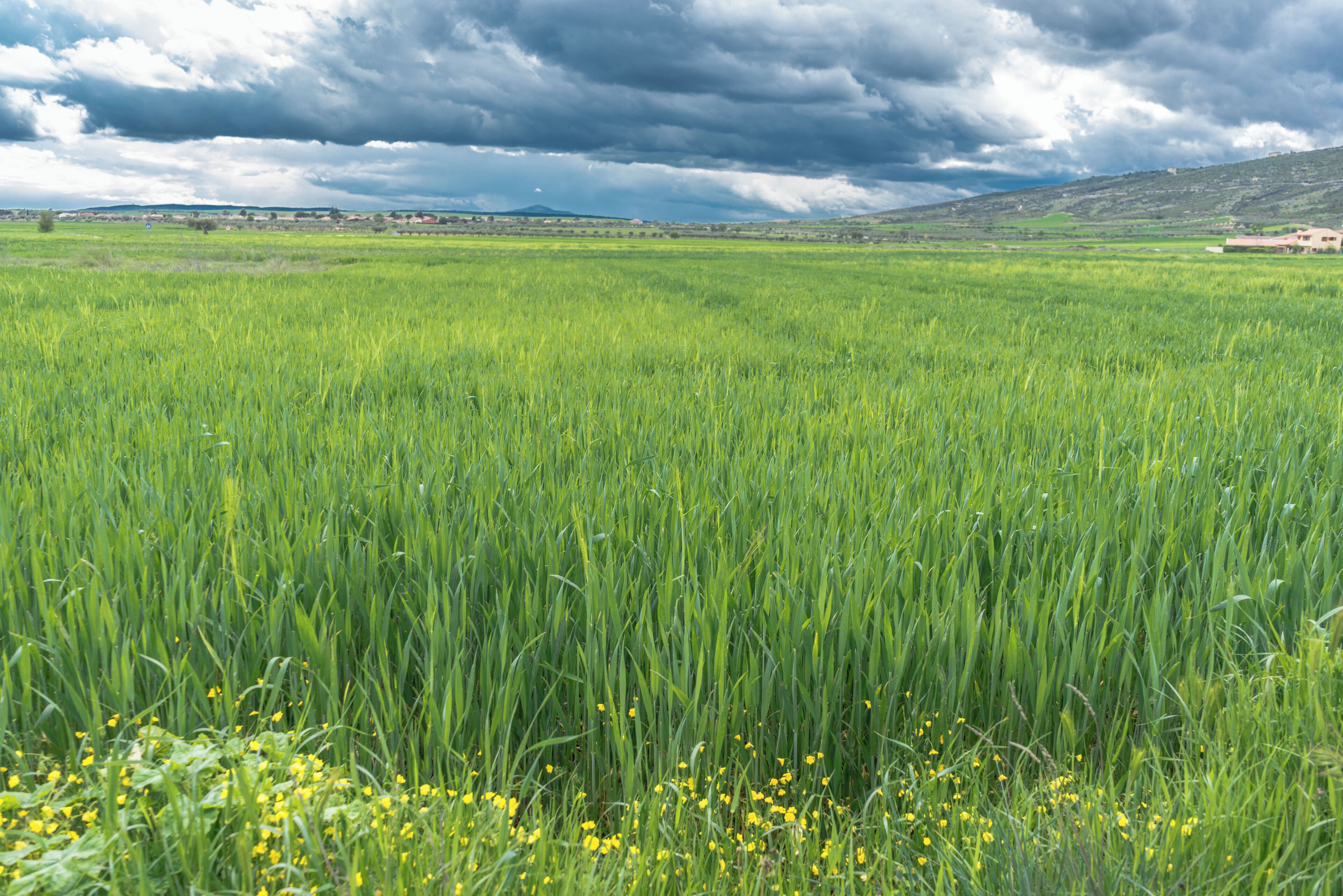 A vast green field with yellow flowers in the foreground and a cloudy sky in the background.