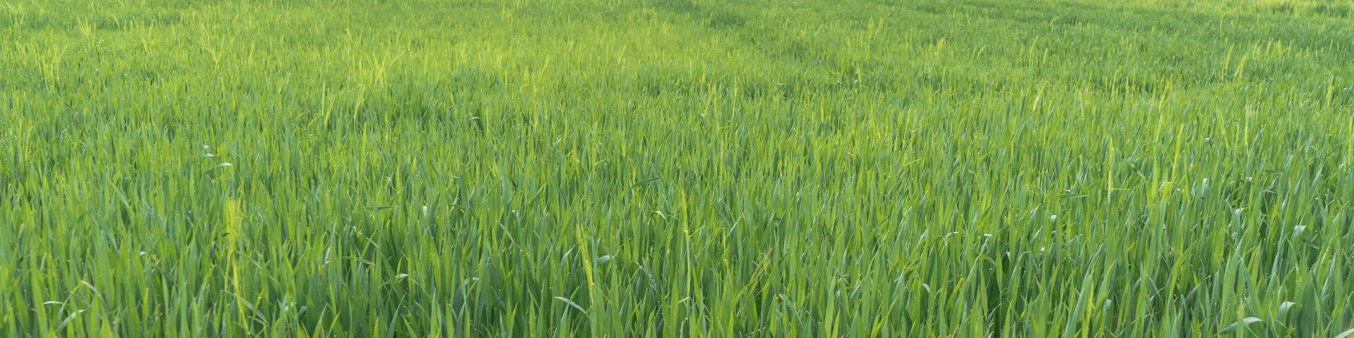 A vast green field with yellow flowers in the foreground and a cloudy sky in the background.