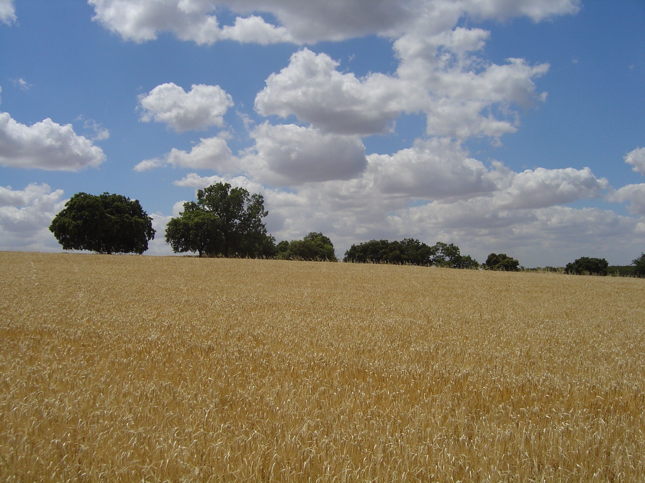 A golden wheat field under a blue sky with scattered clouds.