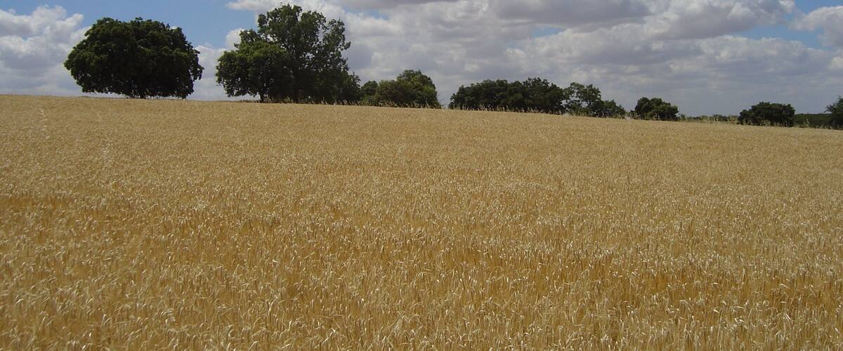 A golden wheat field under a blue sky with scattered clouds.